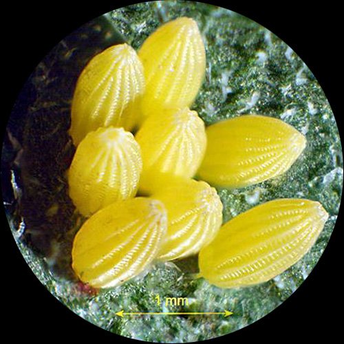 AmScope Digital Trinocular Stereo Zoom Microscope 2X-45X Magnification Clear