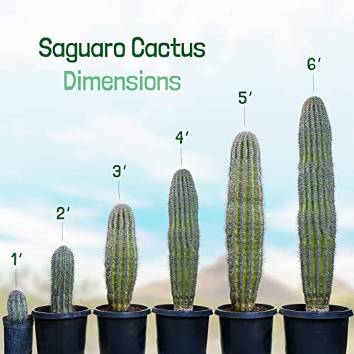 The Cactus Outlet Live Saguaro Cactus Plant 4' Green