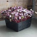 Mountain Valley Seed Company Organic Red Vulcano Radish Seeds 25 Lb Bulk Non-GMO Heirloom Red Rose