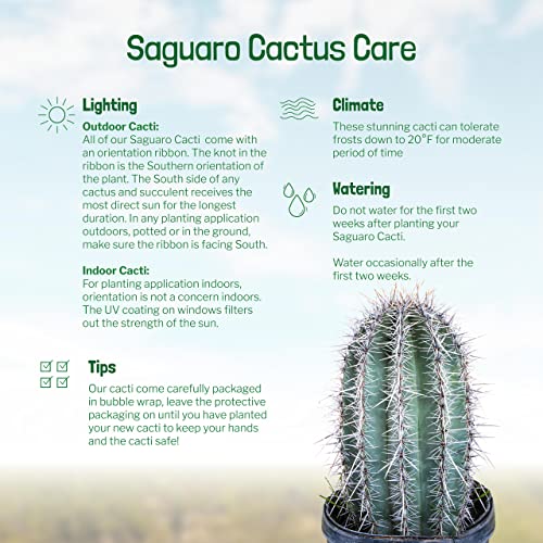 The Cactus Outlet Live Saguaro Cactus Plant 4' Green