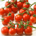 Mountain Valley Hybrid Seeds Ladybug Imp. F1 Hybrid Tomato Seeds Non-GMO 4 Oz