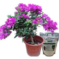 Soil Vigor Soil Moisturizer 45 Pounds