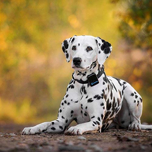 Tractive 3G GPS Dog Tracker Black
