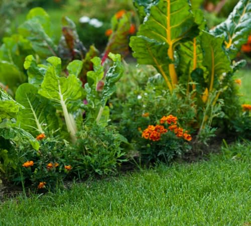 Soil Vigor Soil Moisturizer 45 Pounds