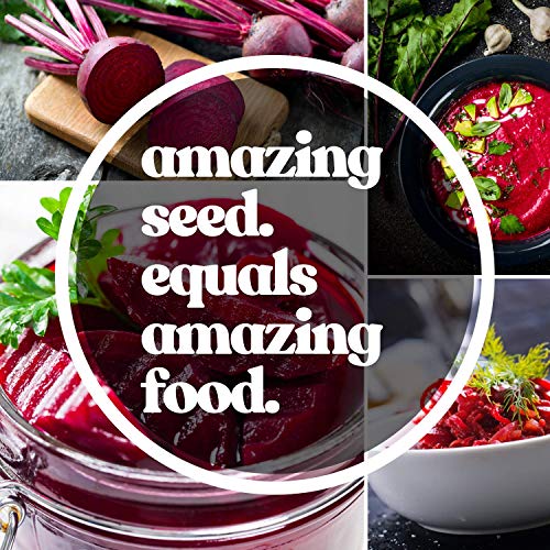 Mountain Valley Seed Company Rainbow Blend Beet Seeds 25 Lb Non-GMO Heirloom