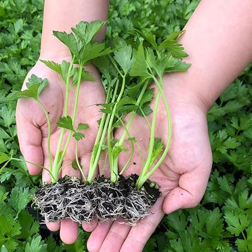 Soil Vigor Potassium SAP for Efficient Watering and Fertilization 40 Pounds