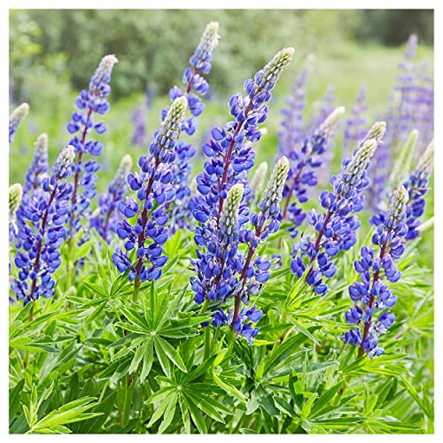 Everwilde Farms 1 Lb Wild Lupine Native Wildflower Seeds Gold Vault
