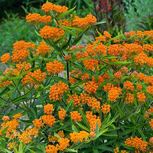 Mountain Valley Seed Company Asclepias Butterfly Milkweed Flower Garden Seeds 1 Lb Bulk Orange