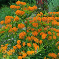 Mountain Valley Seed Company Asclepias Butterfly Milkweed Flower Garden Seeds 1 Lb Bulk Orange