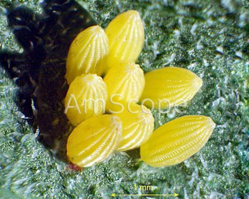 AmScope Digital Trinocular Stereo Zoom Microscope 3.5X-90X Black