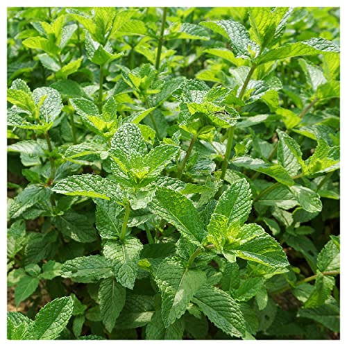 Everwilde Farms 1 lb Spearmint Herb Seeds Gold Vault