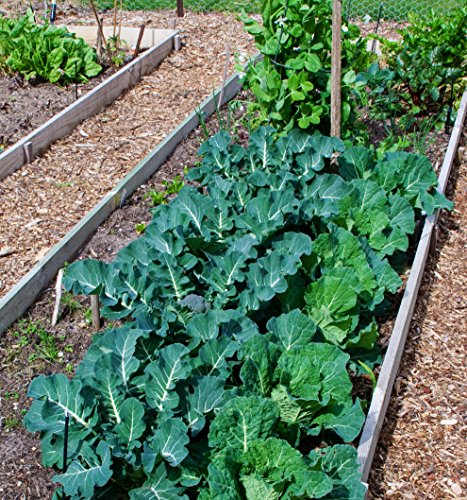 Soil Vigor Commercial Grade Potassium Polymer 45 Pounds