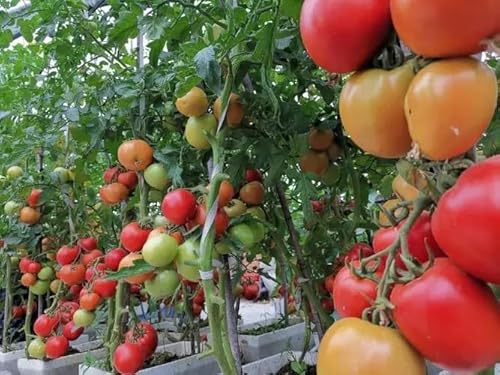 Soil Vigor Potassium SAP for Efficient Watering and Fertilization 40 Pounds