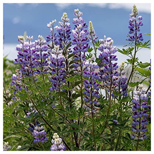 Everwilde Farms 1 Lb Wild Lupine Native Wildflower Seeds Gold Vault