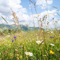 Mountain Valley Seed Company Rocky Mountain Wildflower Seed Mix 25 lb Blue