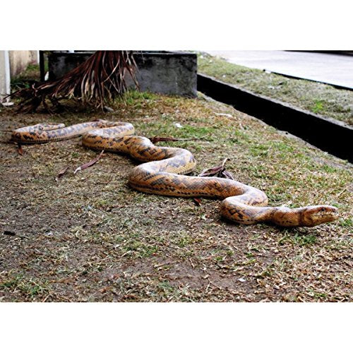 Design Toscano Giant Burmese Python Snake Statue Full Color