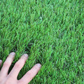 WarmShe Artificial Grass Turf 13FT x 24FT Synthetic Rug for Dogs Indoor Outdoor Garden Lawn Mat