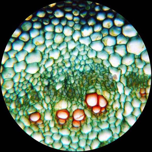 AmScope Digital Trinocular Microscope 40X-1600X with Camera and Software