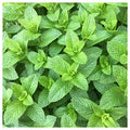 Everwilde Farms 1 lb Spearmint Herb Seeds Gold Vault