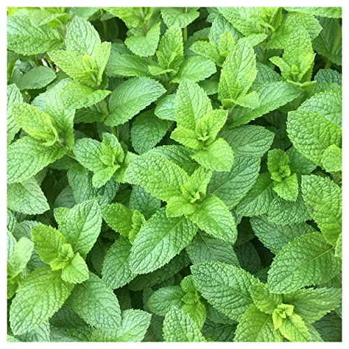 Everwilde Farms 1 lb Spearmint Herb Seeds Gold Vault