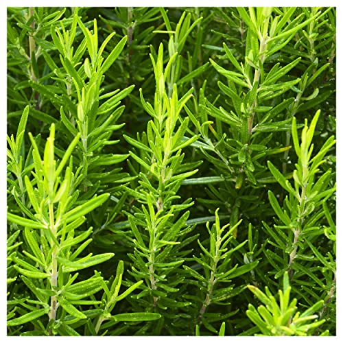 Everwilde Farms Rosemary Herb Seeds 1 Lb Gold Vault