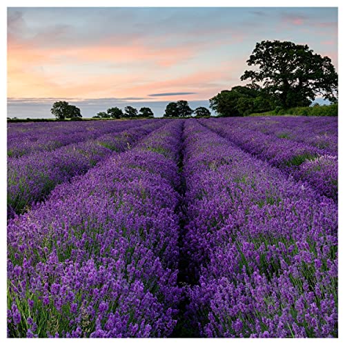 Everwilde Farms Organic Vera Lavender Herb Seeds Gold Vault Packet 1 Lb