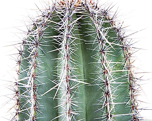 The Cactus Outlet Live Saguaro Cactus 2' Green