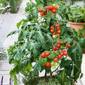 Mountain Valley Hybrid Seeds Patio Choice Red F1 Hybrid Tomato Seeds 4 Oz Non-GMO