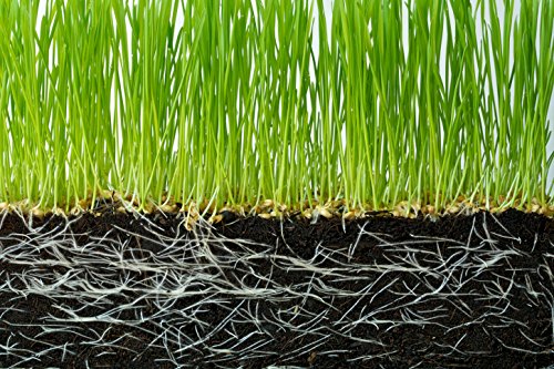 Soil Vigor Potassium Super Absorbent Polymer 45 Pounds