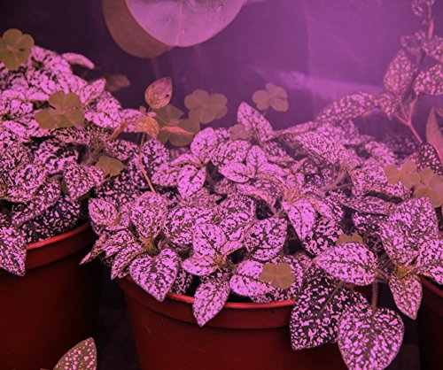 Miracle LED Smokephonics Indoor Grow Light Kit 150W Red & Blue Spectrum