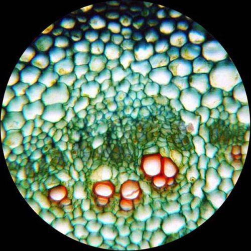 AmScope T490A-5MA Digital Trinocular Microscope 40X-1600X Magnification with 5MP Camera