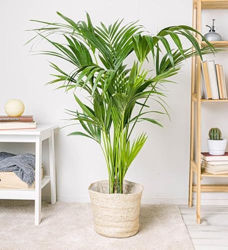 Simply Trees Kentia Palm Indoor House Plant 6-7 Feet Green