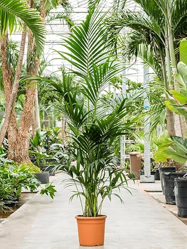 Simply Trees Kentia Palm Indoor House Plant 6-7 Feet Green