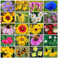 Park Seed Wildflower Garden Seeds Mixture for Pollinators - Midwest Regional Mix, 25 lbs