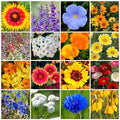 Park Seed Wildflower Garden Mixture Easy Grow Dry Places Mix 25 lbs