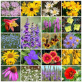 Park Seed Grow Your Own Wildflower Garden Seeds Native Perennial Mix 10 lbs
