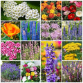 Park Seed Wildflower Garden Seed Mixture Deer Resistant Mix 25 lbs