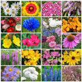 Park Seed Wildflower Garden Seeds Mixture Northeast Regional Mix 50 lbs