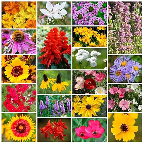 Park Seed Wildflower Garden Seeds Mixture Southeast Regional Mix 50 lbs